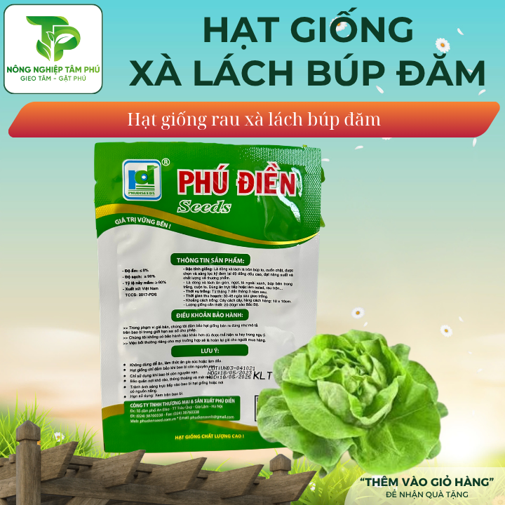 Hạt giống xà lách Đăm số 1 - Ảnh 2