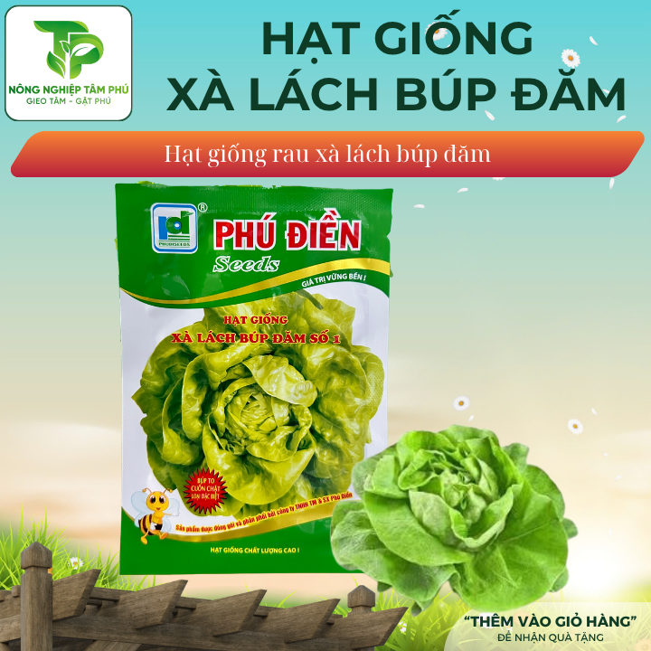 Hạt giống xà lách Đăm số 1
