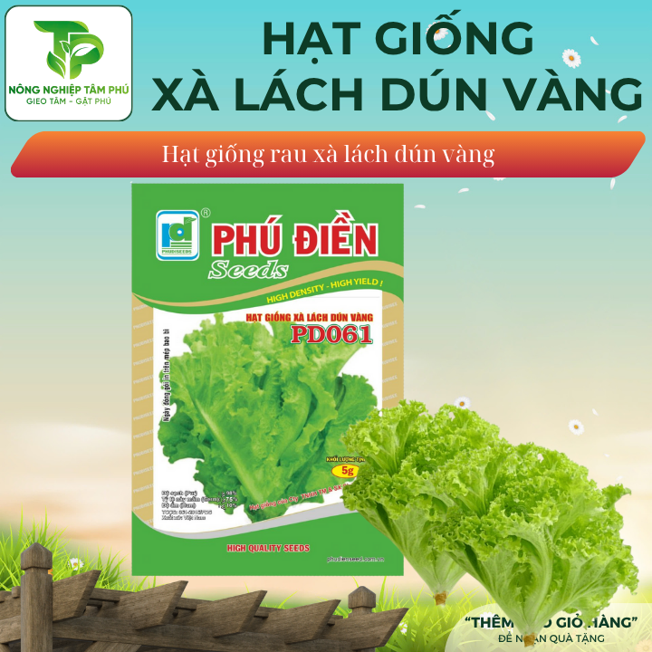Hạt giống xà lách Dún Vàng PD061
