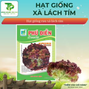 Hạt giống xà lách tím PD120