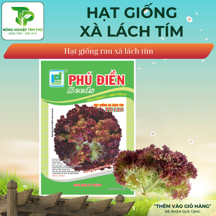 Hạt giống xà lách tím PD120