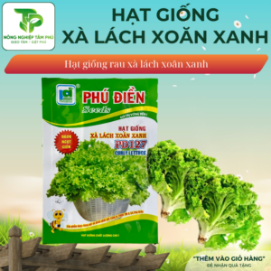 Hạt giống xà lách xoăn xanh